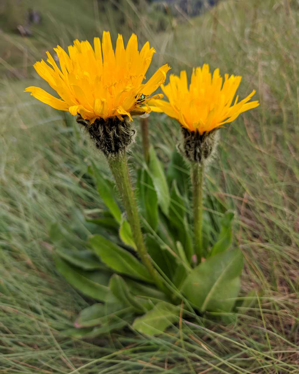 Hypochaeris uniflora / Costolina alpina